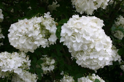 viburnum snowball flower 3