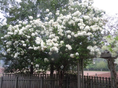 viburnum snowball 2