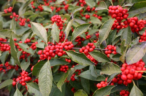 holly berries