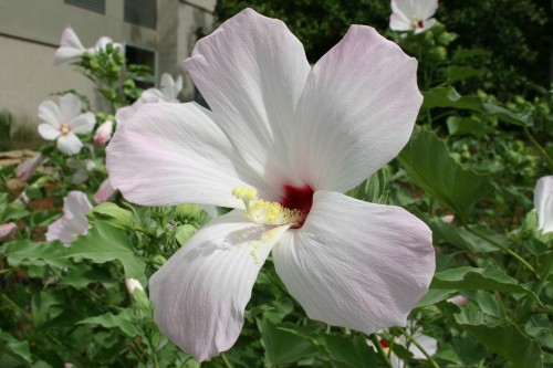 swamp hibiscus