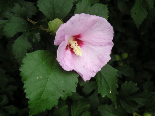 Rose of Sharon