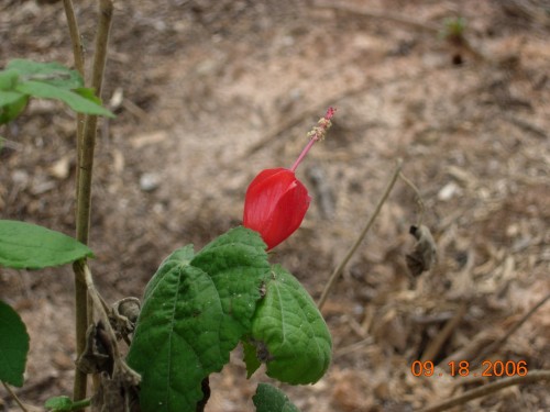 Turk's cap hibiscus