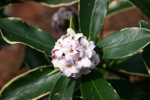 daphne flower