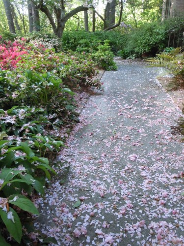 overgrown azaleas one year after pruning (they bloomed normally the week before picture was taken)