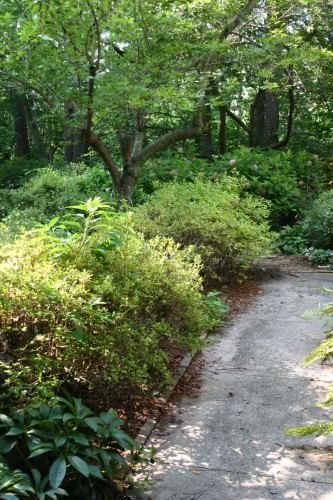 overgrown azaleas before pruning