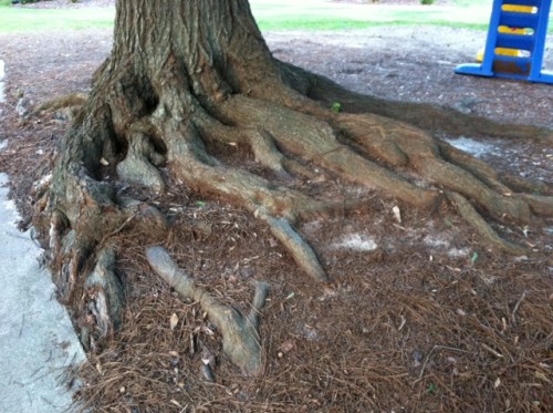 tree roots 1