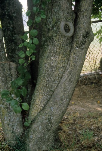 Bradford pear crowded limbs