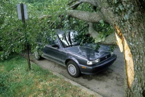 Bradford pear limb failure