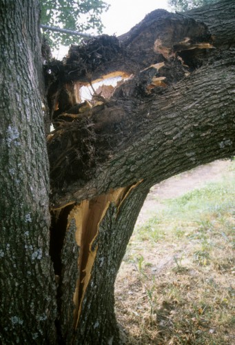 Bradford pear limb failure