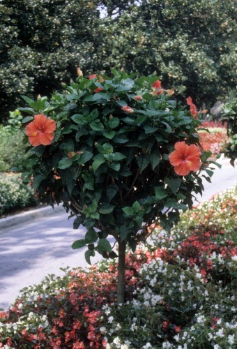 tropical hibiscus