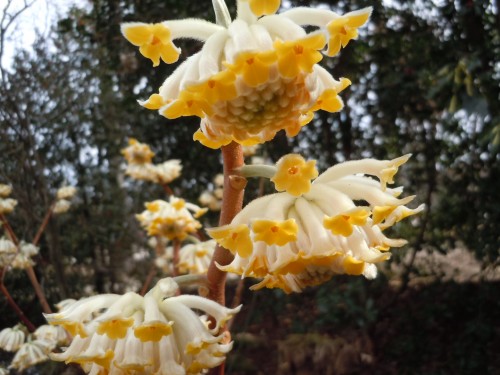 edgeworthia 2