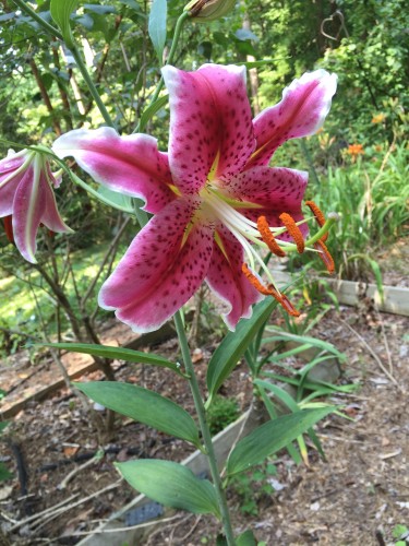 'Stargazer' lily