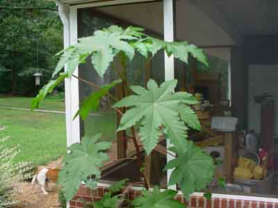 Castor Bean