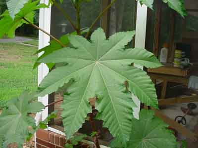 Castor Bean