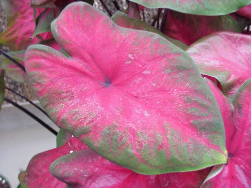 caladium2