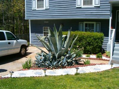 American Agave