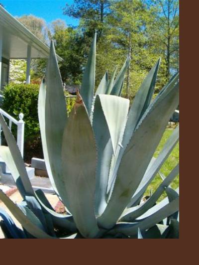 American Agave