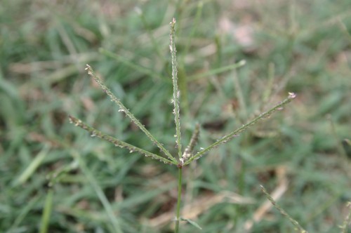 bermuda seedhead