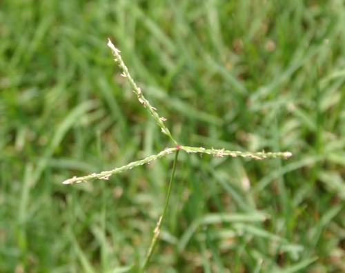 bermuda seedhead