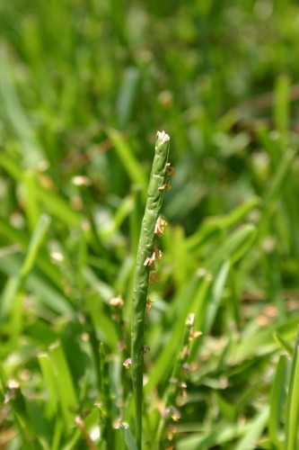 St Augustinegrass seedhead