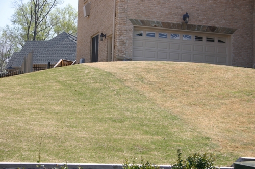 bermuda turns green earlier than zoysia