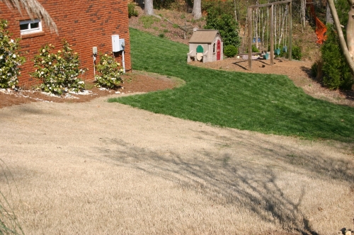 zoysia vs fescue winter