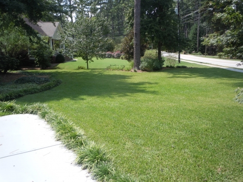 St. Augustinegrass in summer