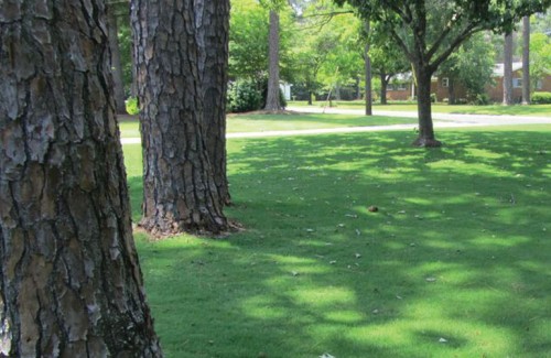 TifTuf bermudagrass growing in shade in Tifton GA