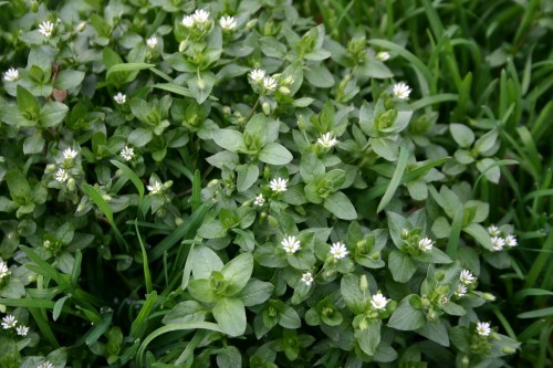 chickweed