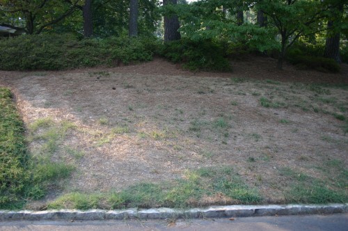 dead fescue 2 (2)