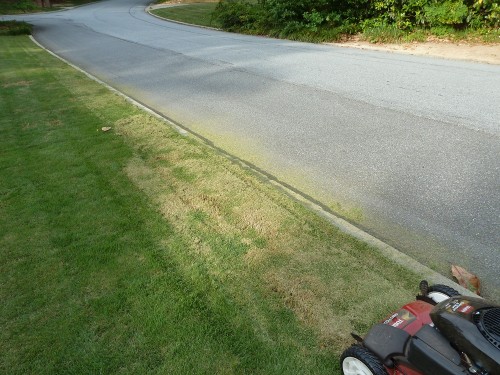 zoysia mowed too low