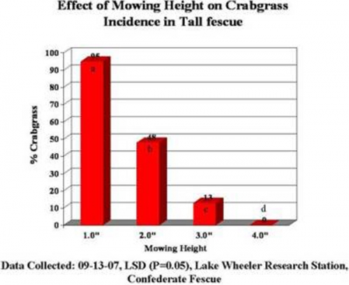 fescue mowing height