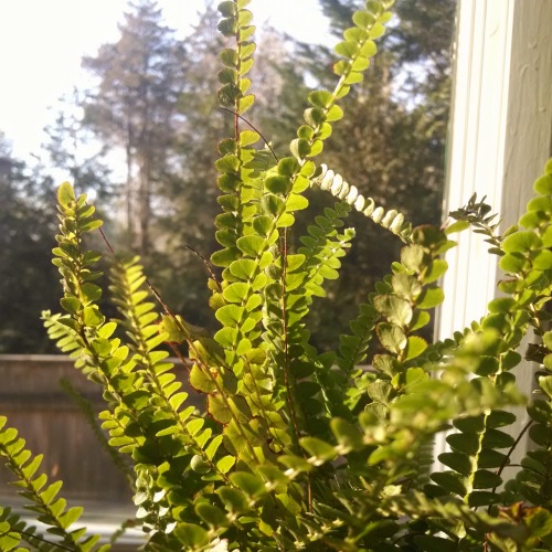 fern