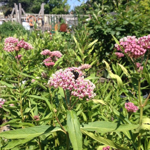 milkweed