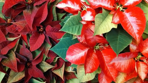 Poinsettia