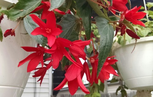 Begonia mistral