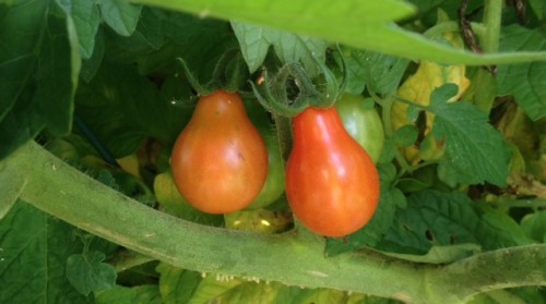 peartomatoes