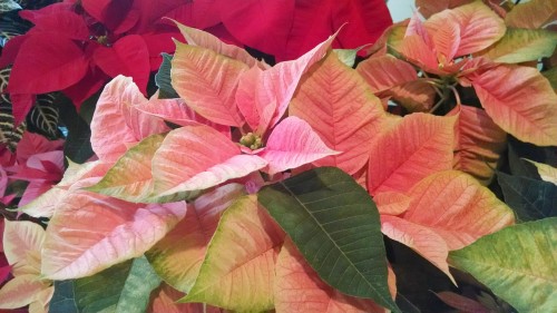 2014poinsettias