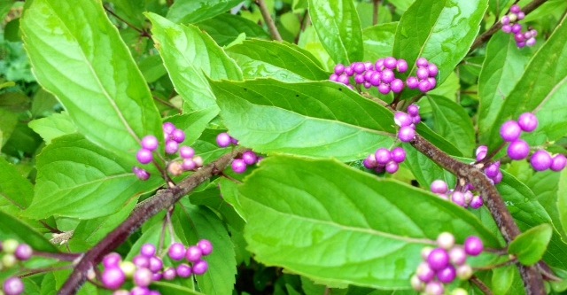 callicarpa