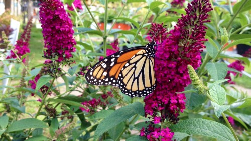 butterfly bush with butterfly