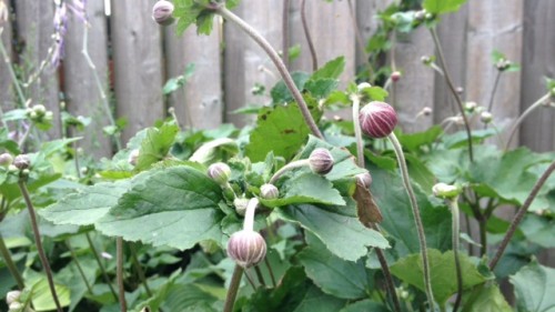 Anemones in the front garden