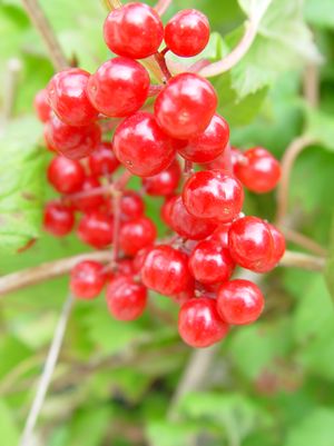 Viburnum wenterowrth