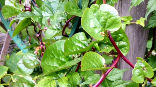 malabar spinach