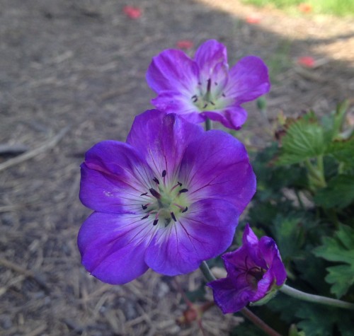 cranesbill