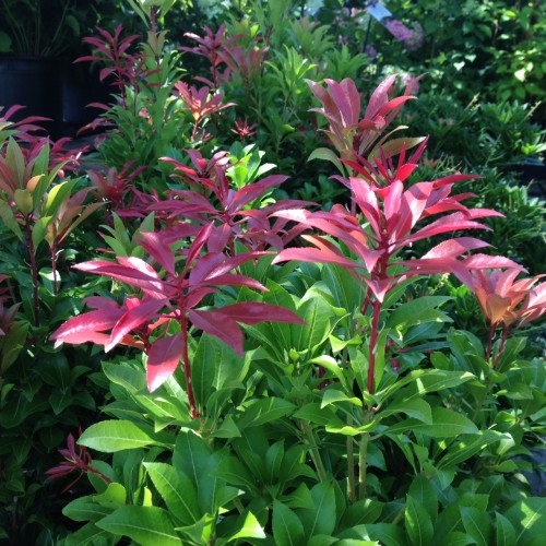 mountain fire pieris