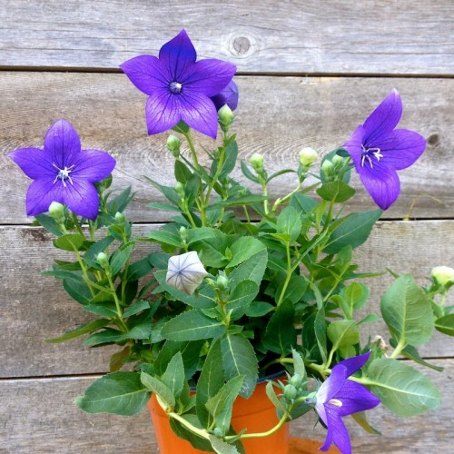 balloon flower