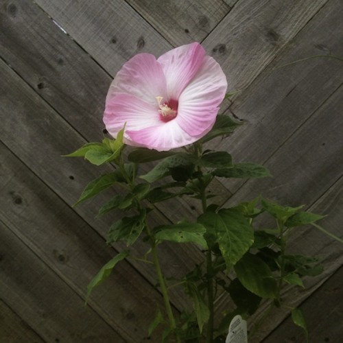 rose mallow