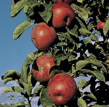 Appletree