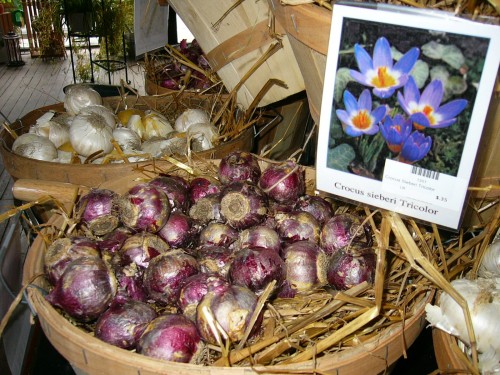 Bulbs1