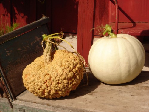 gourd3